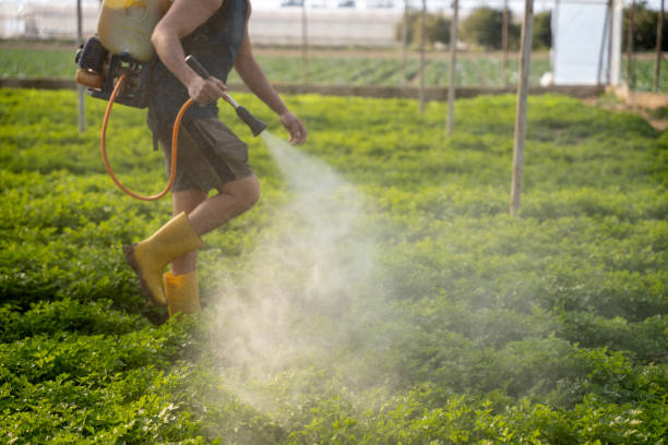 Best Affordable Pest Control Services  in Diamond Springs, CA