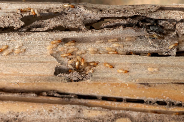 Best Pest Prevention Services  in Diamond Springs, CA